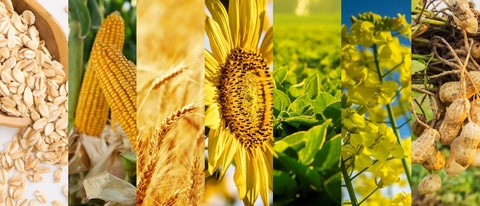 PY-avena-maiz-trigo-girasol-soja-canola-mani