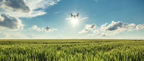 Flying drone and green wheat field