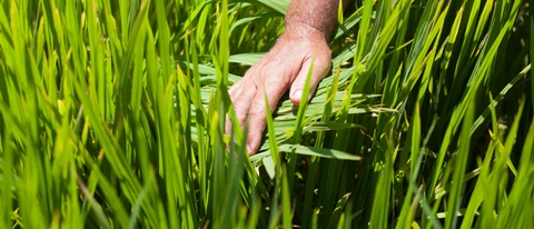 Mano de hombre en plantaciones BASF Colombia