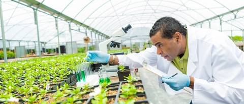 Focused African American senior botanists concentrates while stuying plant life in a greenhouse laboratory. He is dropping liquid into a test tube. He is holding a clipboard. A microscope is on the table. Green plants surround him. He is wearing a white lab coat and protective gloves. Focused African American senior botanists concentrates while stuying plant life in a greenhouse laboratory. He is dropping liquid into a test tube. He is holding a clipboard. A microscope is on the table. Green plants surround him. He is wearing a white lab coat and protective gloves.