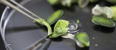 PY-Semillas-Soja(2) PY-Semillas-Soja(2)