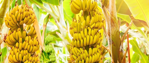 Maduración del cultivo de banano. Concepto agrícola de plantación de frutales en invernadero en Colombia. Maduración del cultivo de banano. Concepto agrícola de plantación de frutales en invernadero en Colombia.