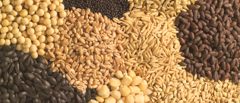 Semillas amarillas blancas marrones y negras BASF Mexico