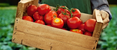 farmer with fresh gathered tomatoes; Shutterstock ID 617668622; purchase_order: ; job: ; client: ; other: 