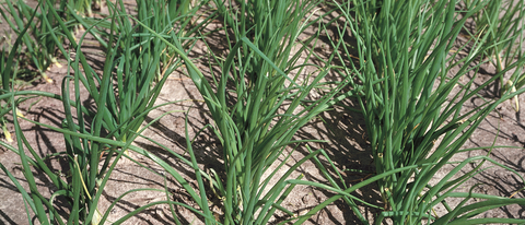 Plantacion de cebollas BASF Argentina Plantacion de cebollas BASF Argentina