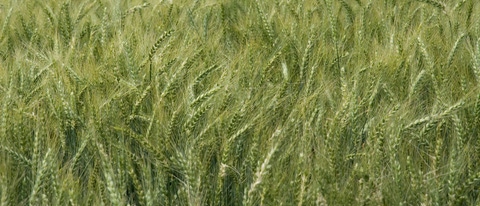 Cultivo de trigo BASF Argentina Cultivo de trigo BASF Argentina