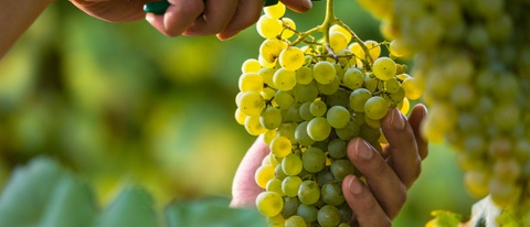Mano y racimo de uva verde BASF Mexico Mano y racimo de uva verde BASF Mexico