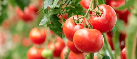 Three ripe tomatoes on green branch. Home grown tomato vegetables growing on vine in greenhouse. Autumn vegetable harvest on organic farm.; Shutterstock ID 1316719127; purchase_order: ; job: ; client: ; other: Three ripe tomatoes on green branch. Home grown tomato vegetables growing on vine in greenhouse. Autumn vegetable harvest on organic farm.; Shutterstock ID 1316719127; purchase_order: ; job: ; client: ; other: