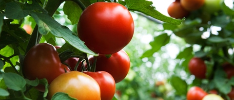 Tomatoe plant Tomatoe plant