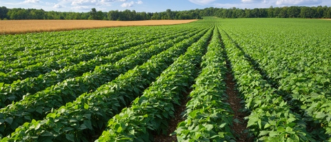 Cultivo de batata BASF Brasil