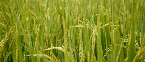 Cultivo de arroz en Colombia