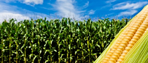 AR-cultivo-maiz (2).