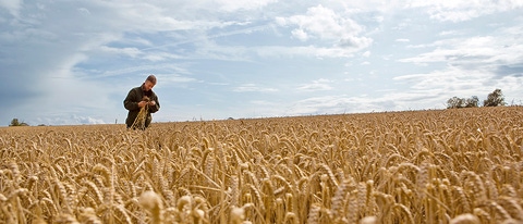 On the English farm "The Grange", farmer Andrew Pitts brings modern agriculture and the protection of biodiversity together. The farm is supported by the European Farm Network, a BASF partnership with experts for agriculture and nature protection. Farmers as well as experts for agriculture and for nature conservation join their knowhow, create measures that increase sustainable farming and test them. 
Andrew Pitts monitors the quality and quantity of the harvest because only by profitability a sustainable business is possible.