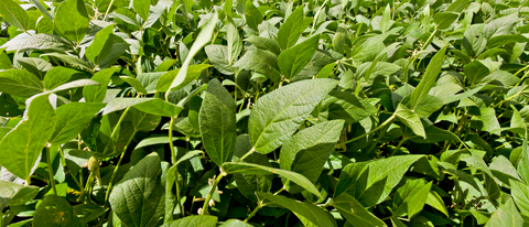 Siembra de soja con semillas de BASF Siembra de soja con semillas de BASF