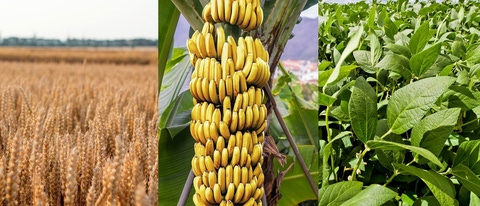 PY-trigo-banano-soja