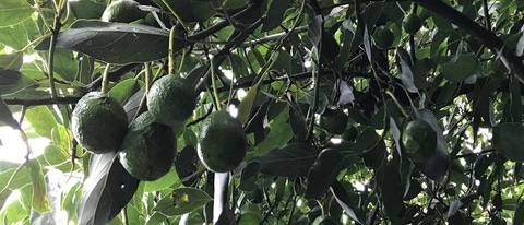 Primer plano del cultivo del aguacate