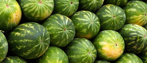 Muchas sandias BASF Colombia Muchas sandias BASF Colombia