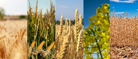 UY-cultivo-cebada--maiz-trigo-colza-soja UY-cultivo-cebada--maiz-trigo-colza-soja