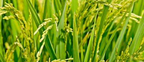 Plantación de arroz