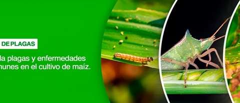 PY-Manejo-de-plagas-Maiz(1) PY-Manejo-de-plagas-Maiz(1)