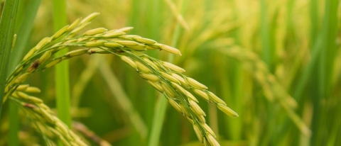 Paddy rice. Close-up to rice seeds in ear of paddy. Beautiful golden rice field and ear of rice.; Shutterstock ID 2287113237; purchase_order: -; job: -; client: -; other: -