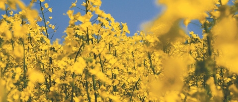 Raps5.tif 5 Raps5.tif 5