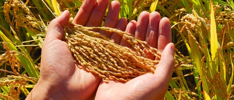 Dos manos sosteniendo semillas de arroz BASF Colombia Dos manos sosteniendo semillas de arroz BASF Colombia