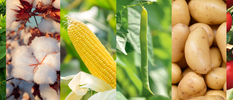 Banner com imagens de legumes e frutos BASF Brasil