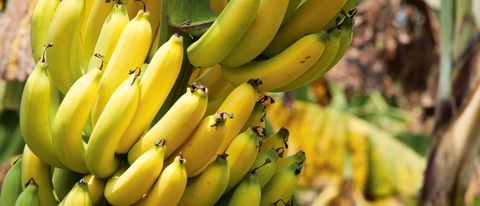 Bananas en racimo Bananas en racimo