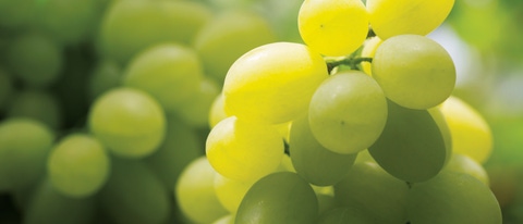 Vides de color verde