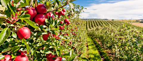 Fazenda ao fundo com close em maças vermelhas BASF Brasil