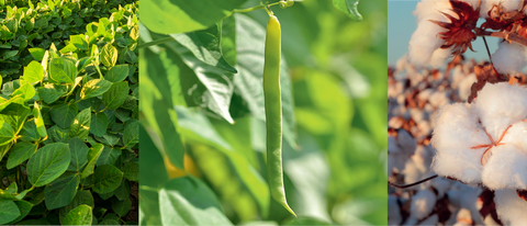 Banner plantação de algodão BASF Brasil Banner plantação de algodão BASF Brasil