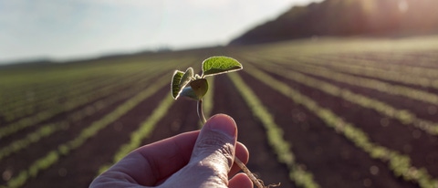 Close up of worker's hand holding young seedling in soybean field; Shutterstock ID 1377549665; job:Johanna Schmitz; client:AP/KI; other:20738205