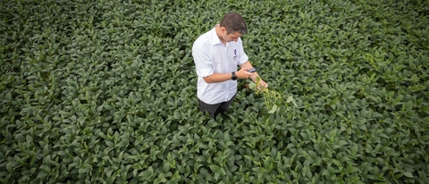 Homem branco no meio da lavoura de soja