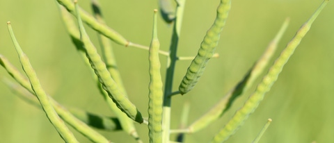 Combine harvesting oilseed rape in the middle of a large field surrounded by nature during late summer or autumn.