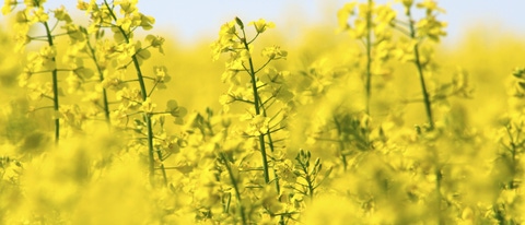 Yellow canola field and light blue sky