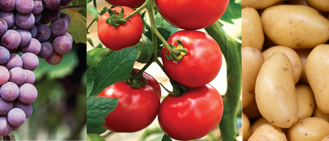 Banner uva tomate batata BASF Brasil