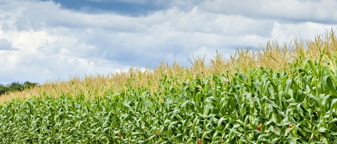 Plantacion de maní en crecimiento BASF Plantacion de maní en crecimiento BASF