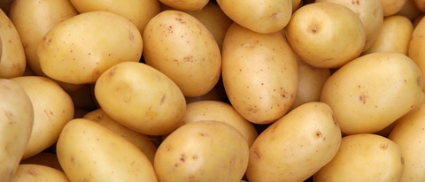 Cultivo de papas BASF Colombia Cultivo de papas BASF Colombia