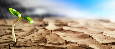 Planta que crece en suelo seco BASF