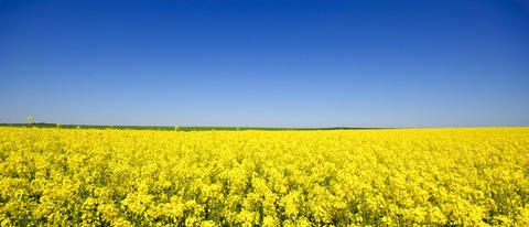 UY-Cultivo-Colza UY-Cultivo-Colza