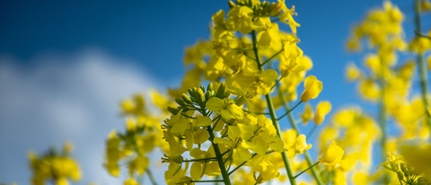 UY-Cultivo-Colza UY-Cultivo-Colza