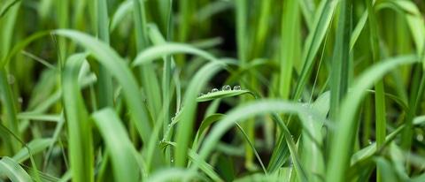Hojas en la plantacion con rocio BASF Mexico Hojas en la plantacion con rocio BASF Mexico