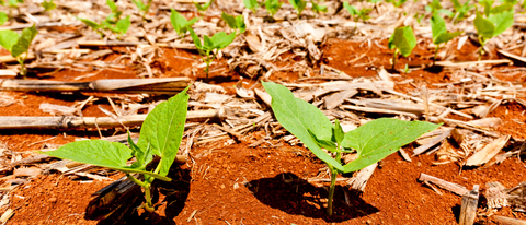Plantação de feijão crescendo BASF Brasil Plantação de feijão crescendo BASF Brasil