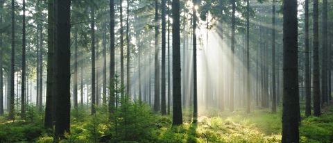 Bosque con luz del sol BASF Argentina Bosque con luz del sol BASF Argentina