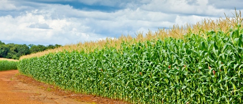 Fotografía del cultivo de maíz en Mexico