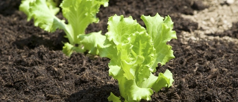 Baby lettuces