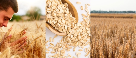 AR-cebada-avena-trigo AR-cebada-avena-trigo