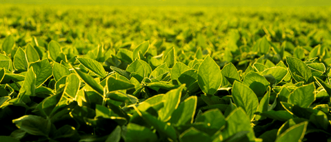 Plantação de soja BASF Brasil