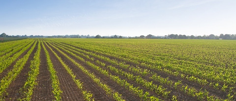 A field of seedlings on a sunny day.